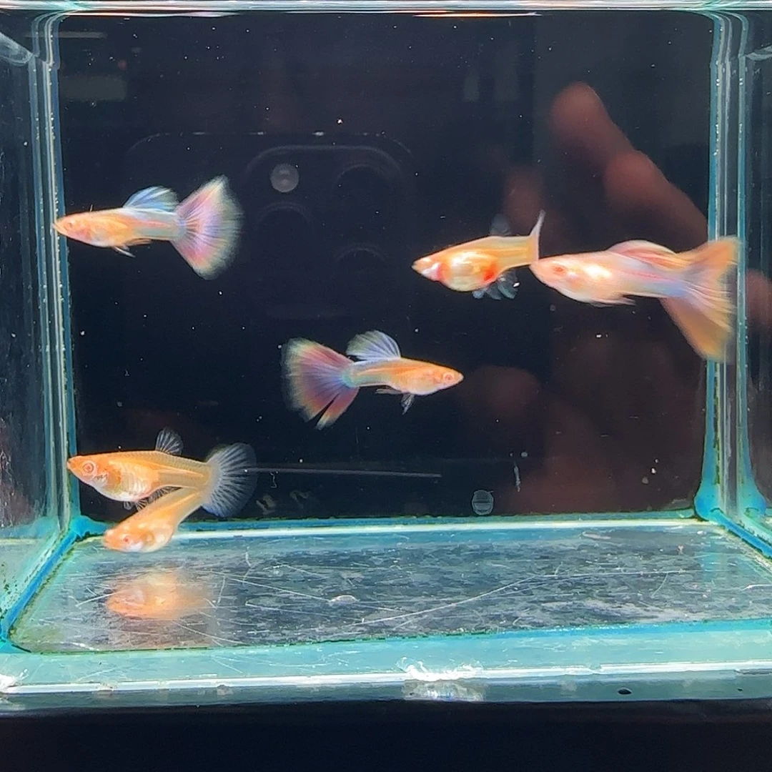 孔雀鱼天使彩虹瑕疵3对