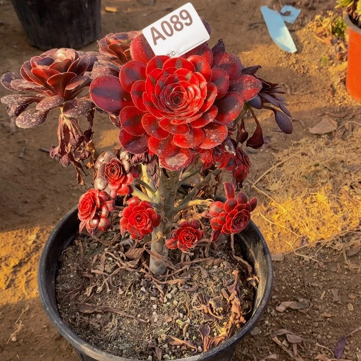 全部花朵喵*酱089香奈儿七彩花蝴蝶