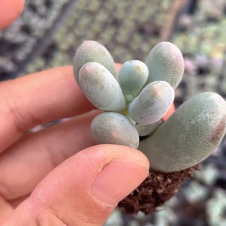 米可奶随机满18包邮穴盘