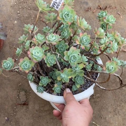 566薄化妆满25包邮多肉