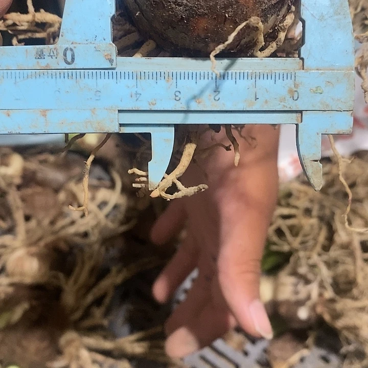 昨日重现朱顶红4.5以上