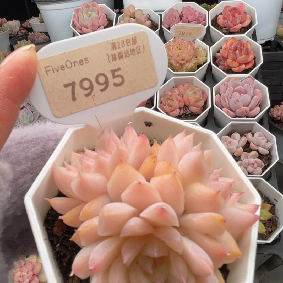 桃熏女王7995-6.5厘米