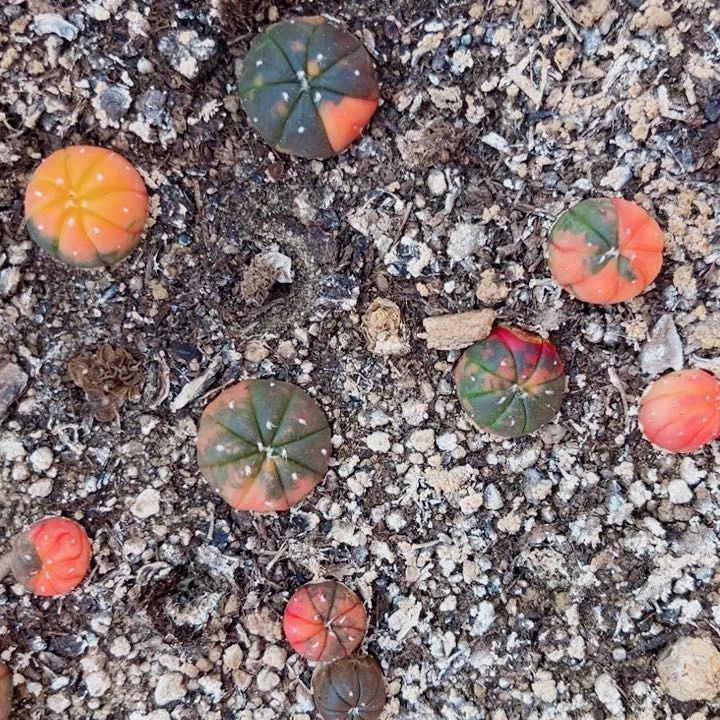 下播福利兜锦实生