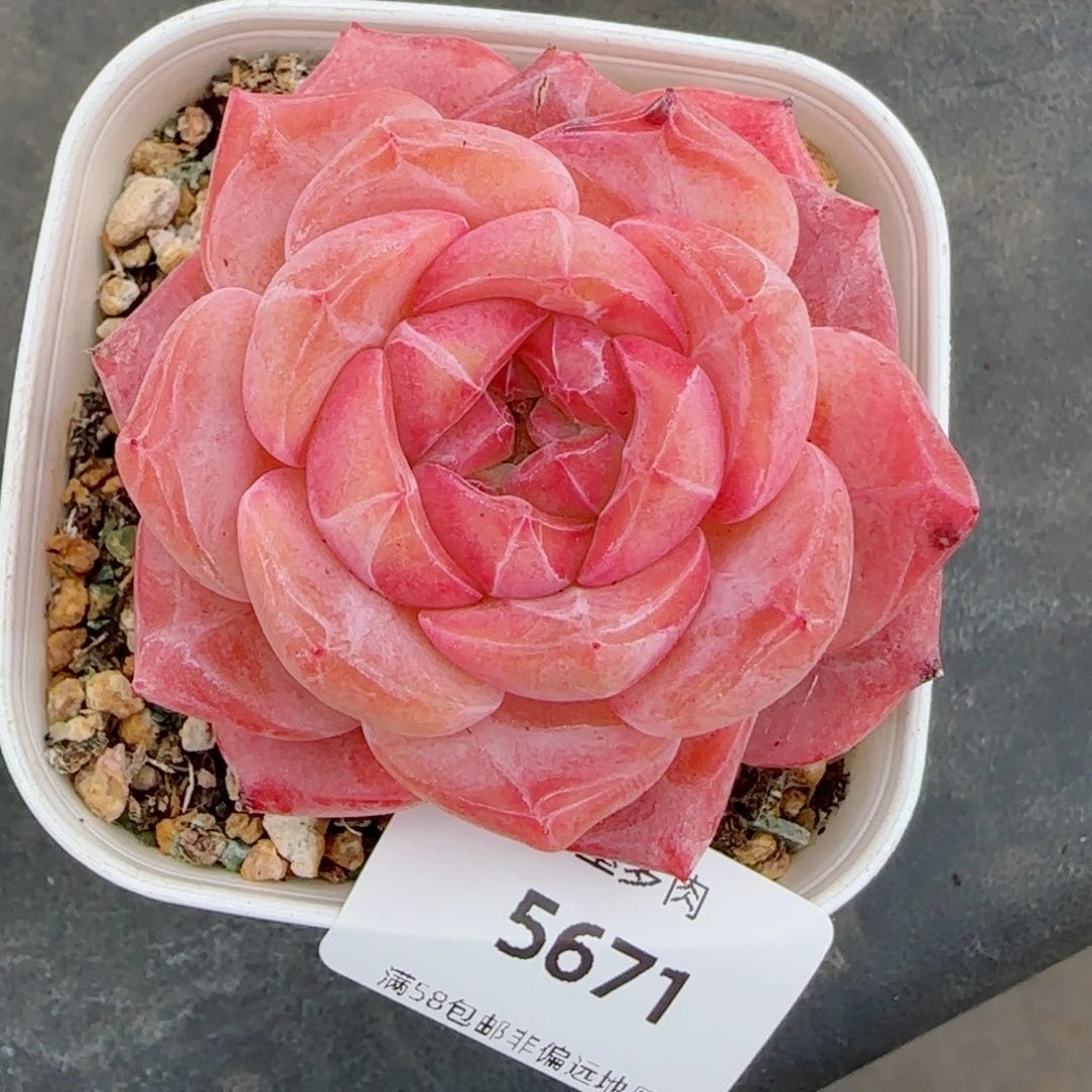 粉魄，5671多肉植物
