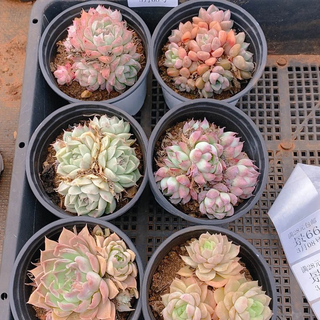 【闪购商品】云65号脱土发