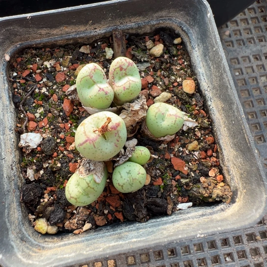 17-142肉锥多肉植物