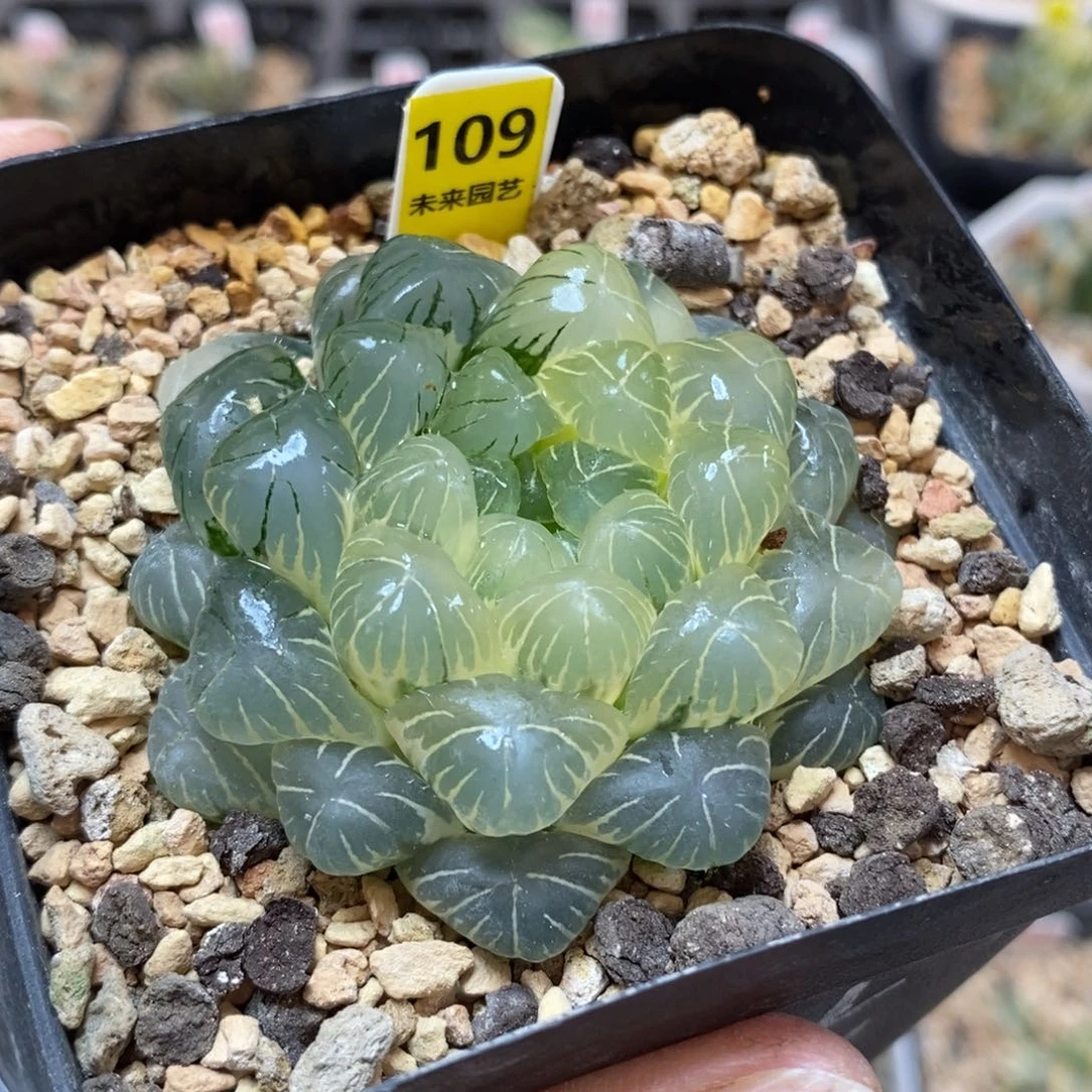 109实生湖斑湖水玉露锦