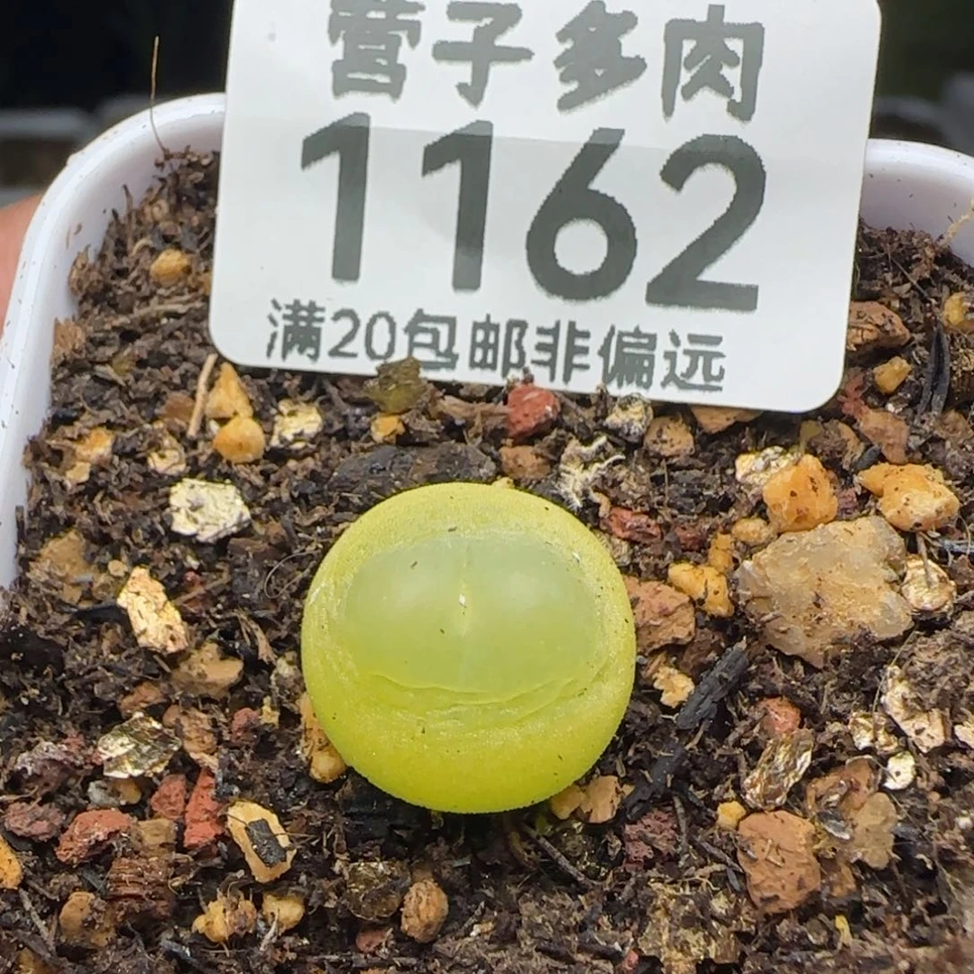 拉登1.4带盆土。    1200