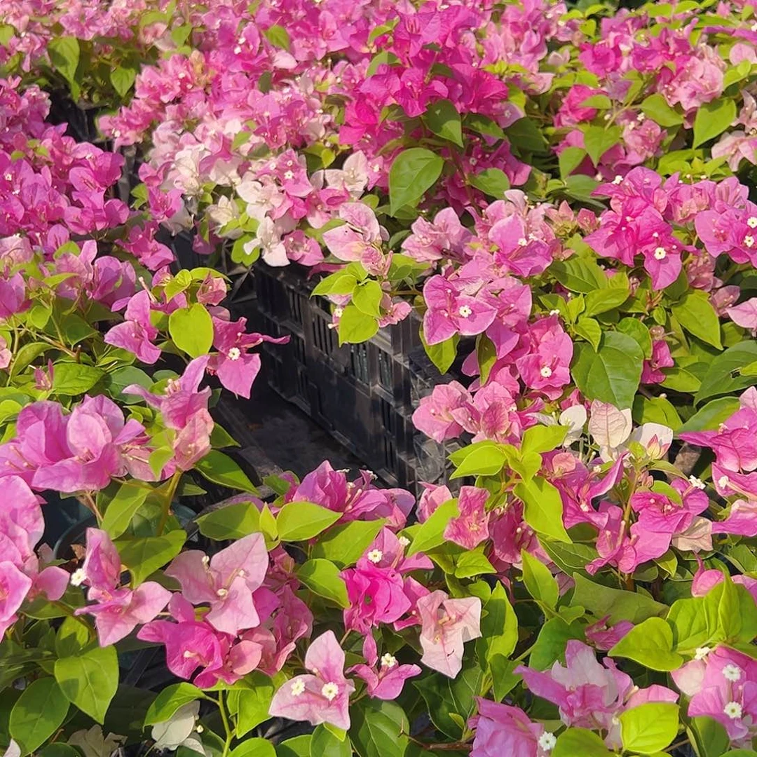 当前无花栽培后可以开花漳红樱掌中宝一棵
