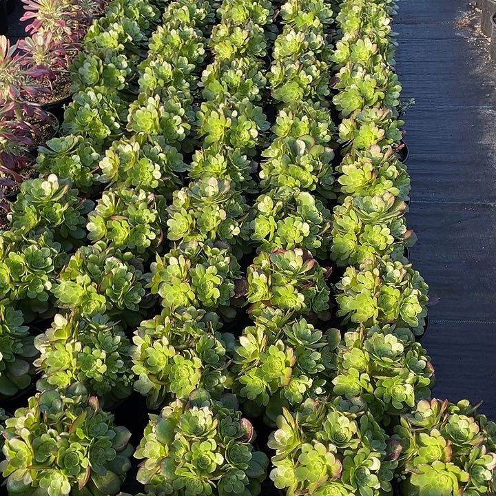 万圣节多肉法师。