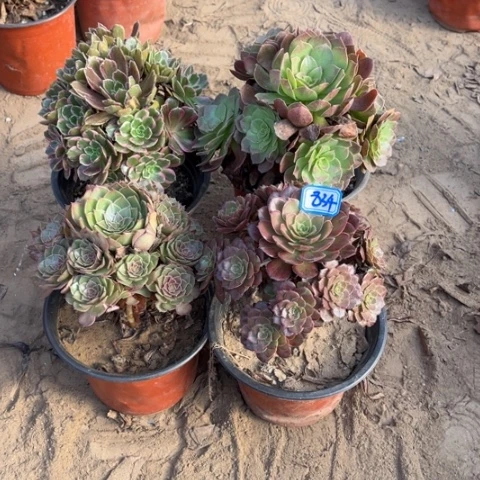 834多肉植物组合，