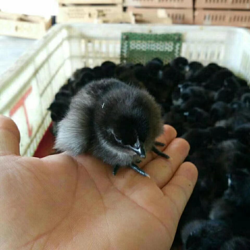 出壳三天左右宠物鸡五黑鸡