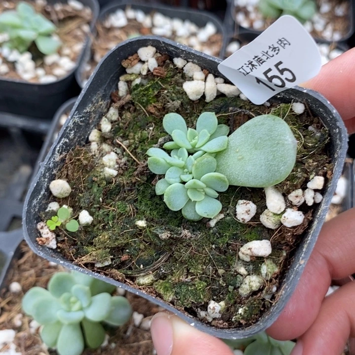 标155相柳一个多肉