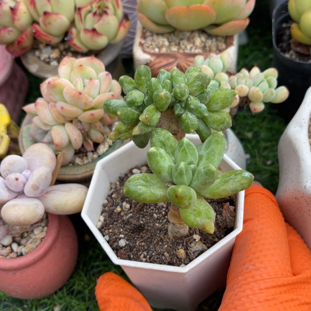 多肉植物一物一拍