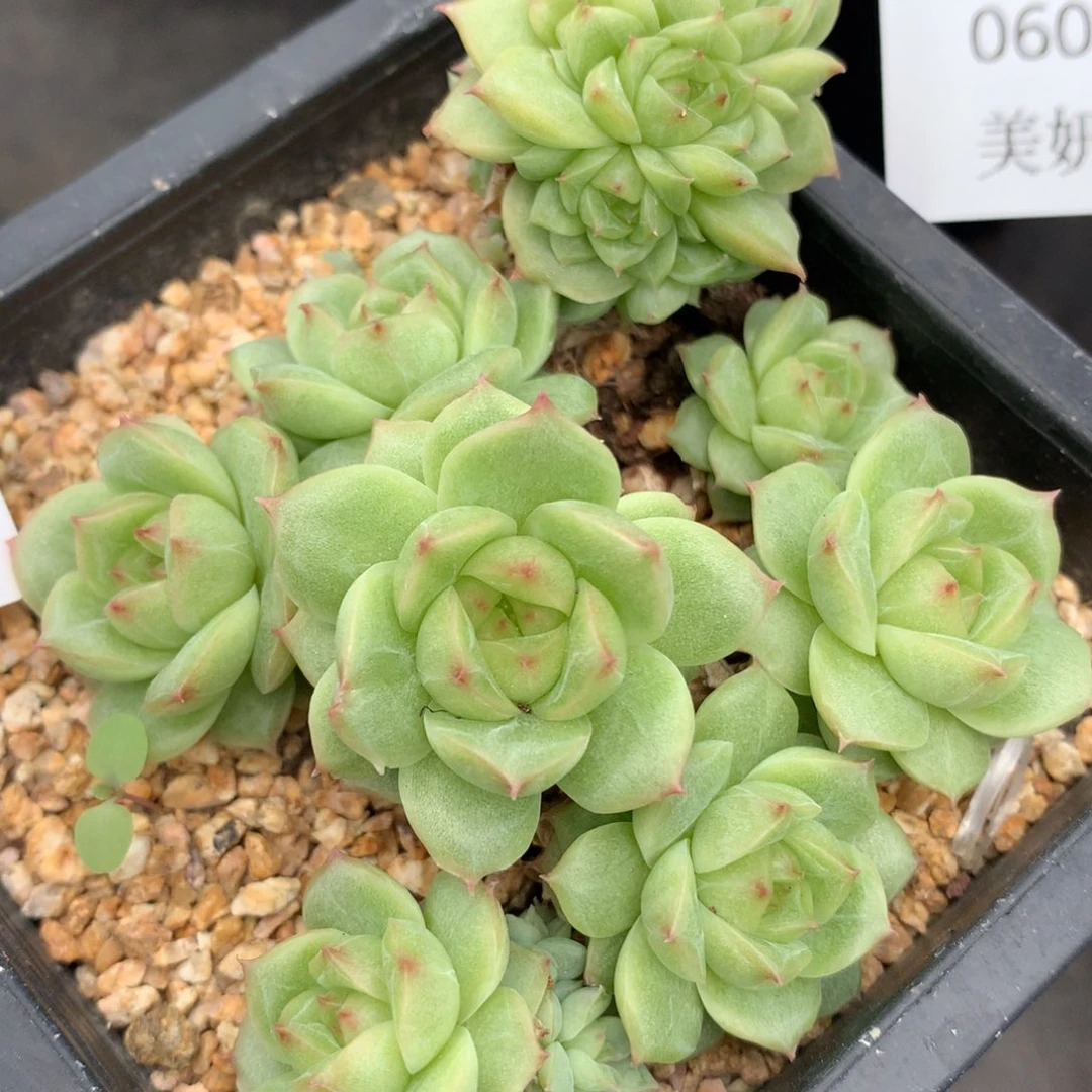 0605-06 麦杆优选