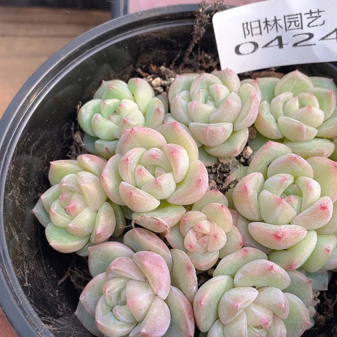 多肉植物多肉植物424