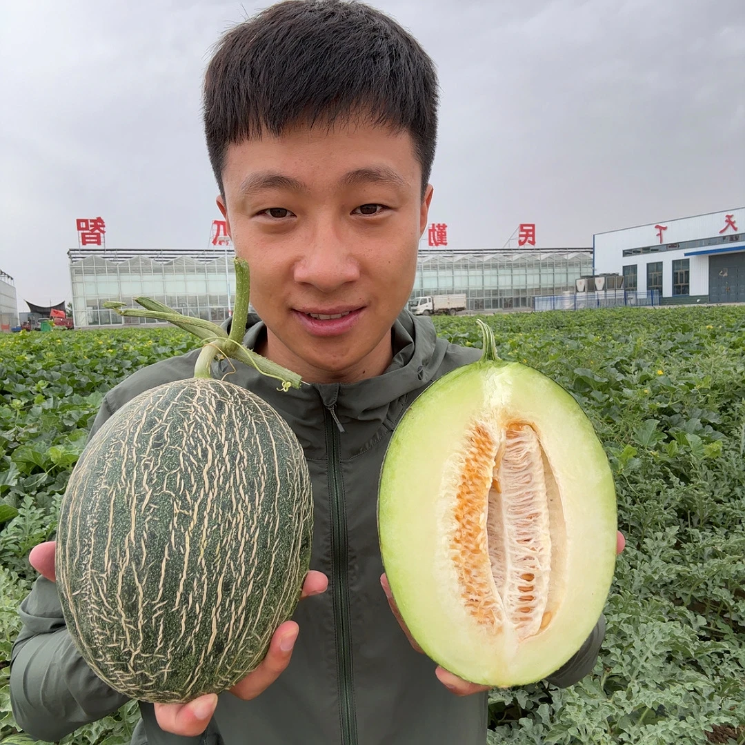 甘肃冰糖脆蜜瓜5.5-8斤净2颗（顺丰）