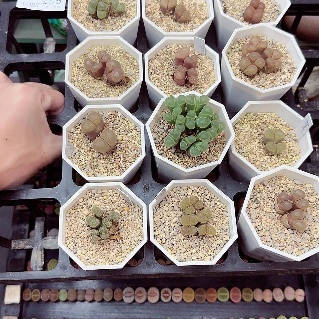 D***肉满满18包邮0927-289