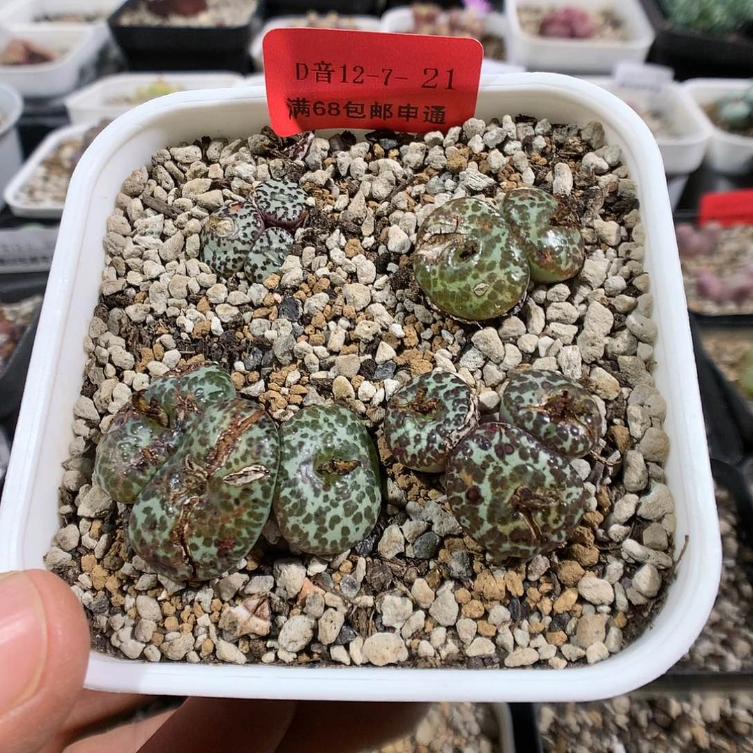 12-7-21 瑕疵泡泡安贞组合
