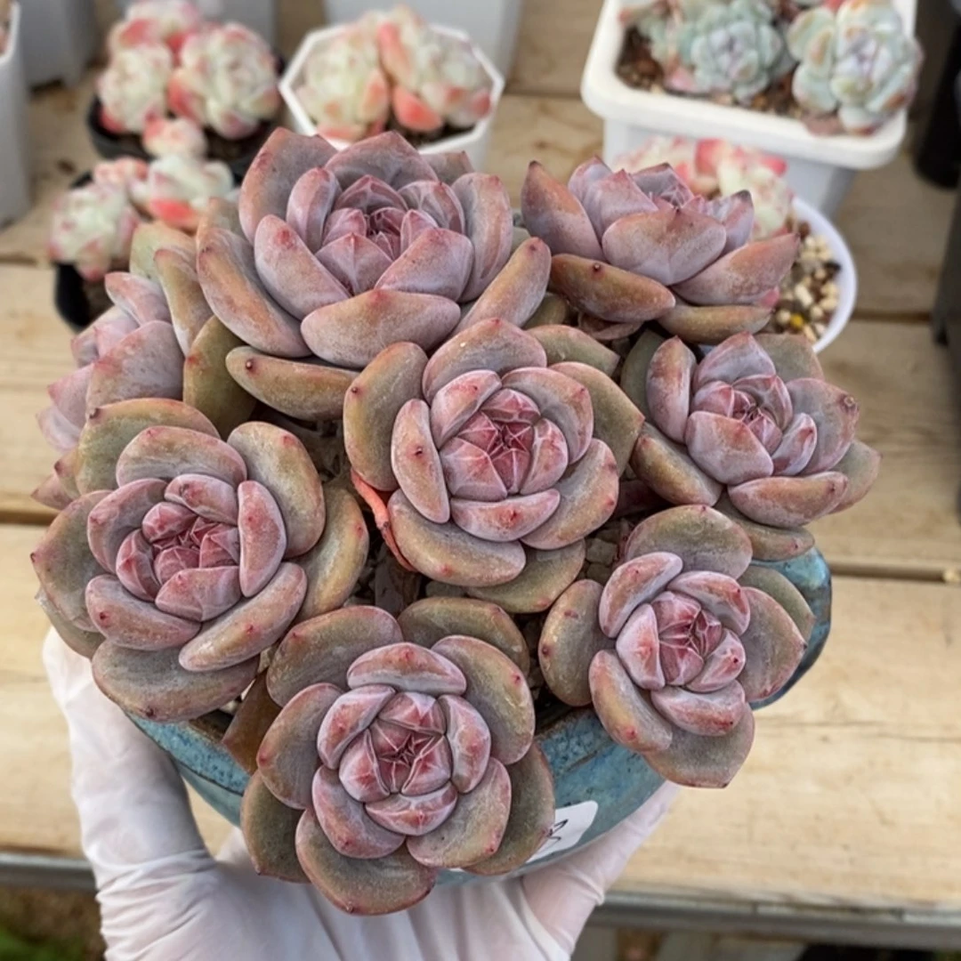 八头高腿包脸紫心