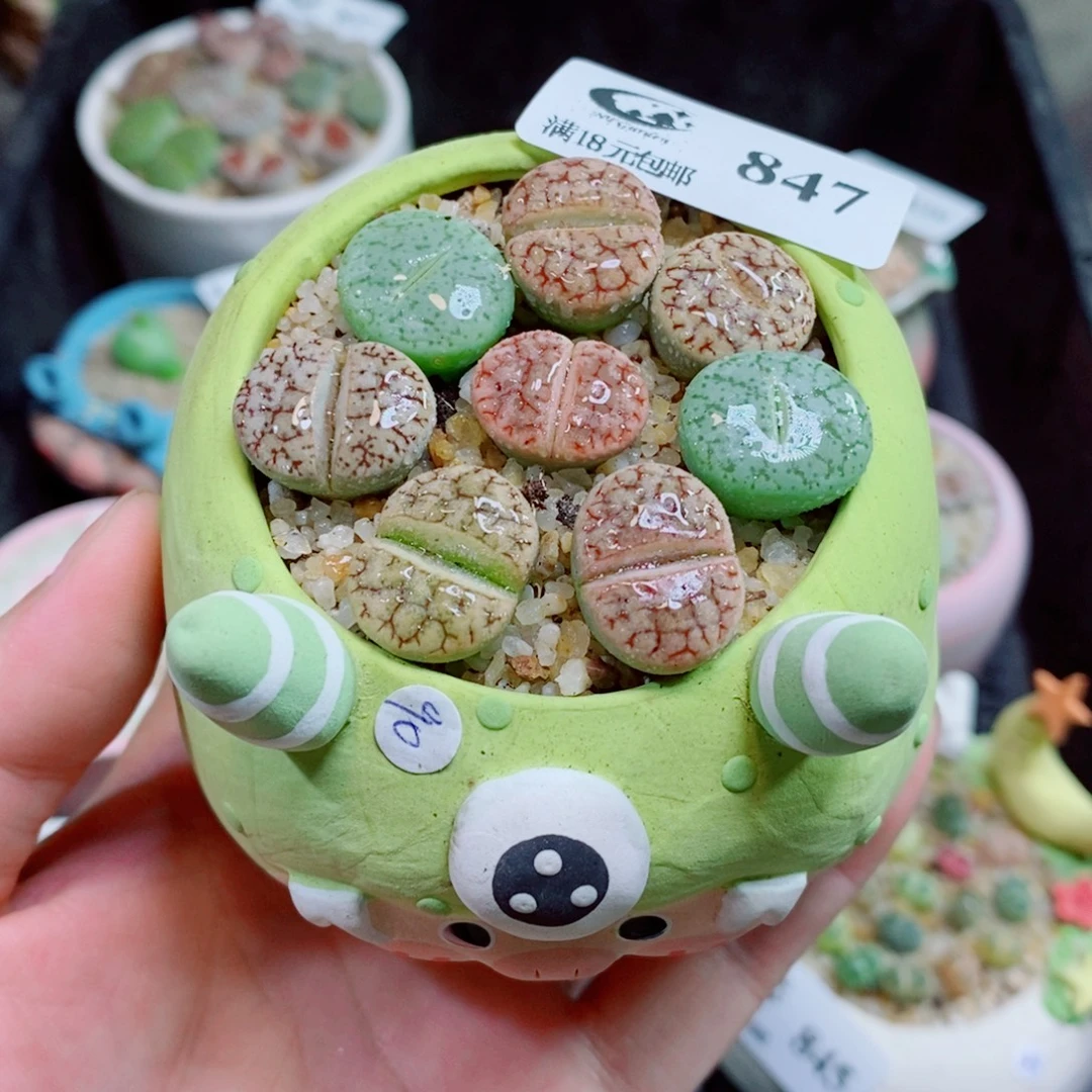 生石花花花花花847