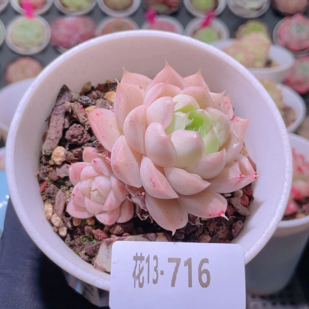 花利美13-716麦秆