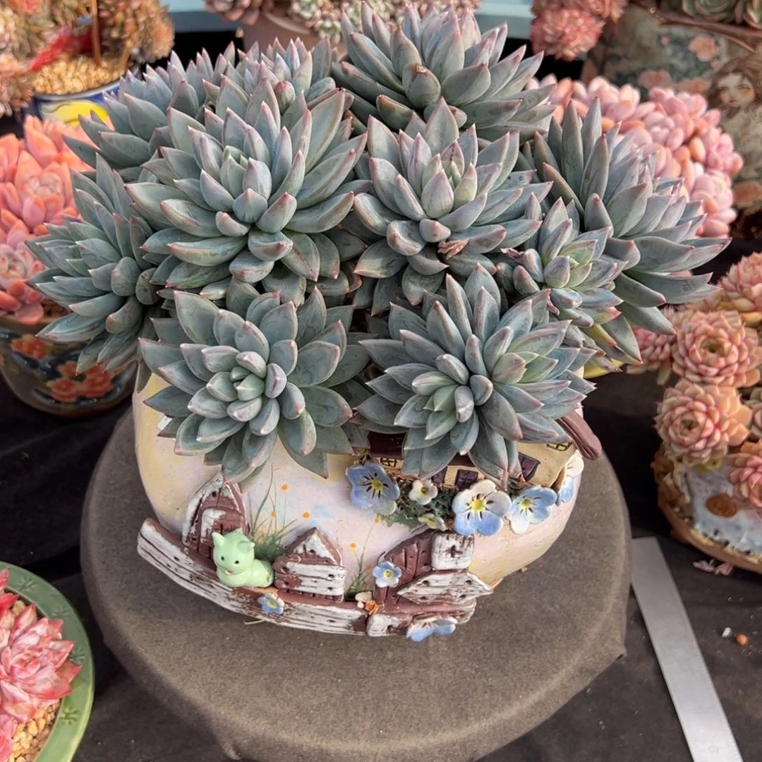 独***@红蛋多肉一物一拍