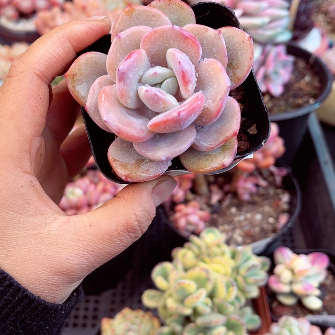 不**啡8352单头奶茶多肉