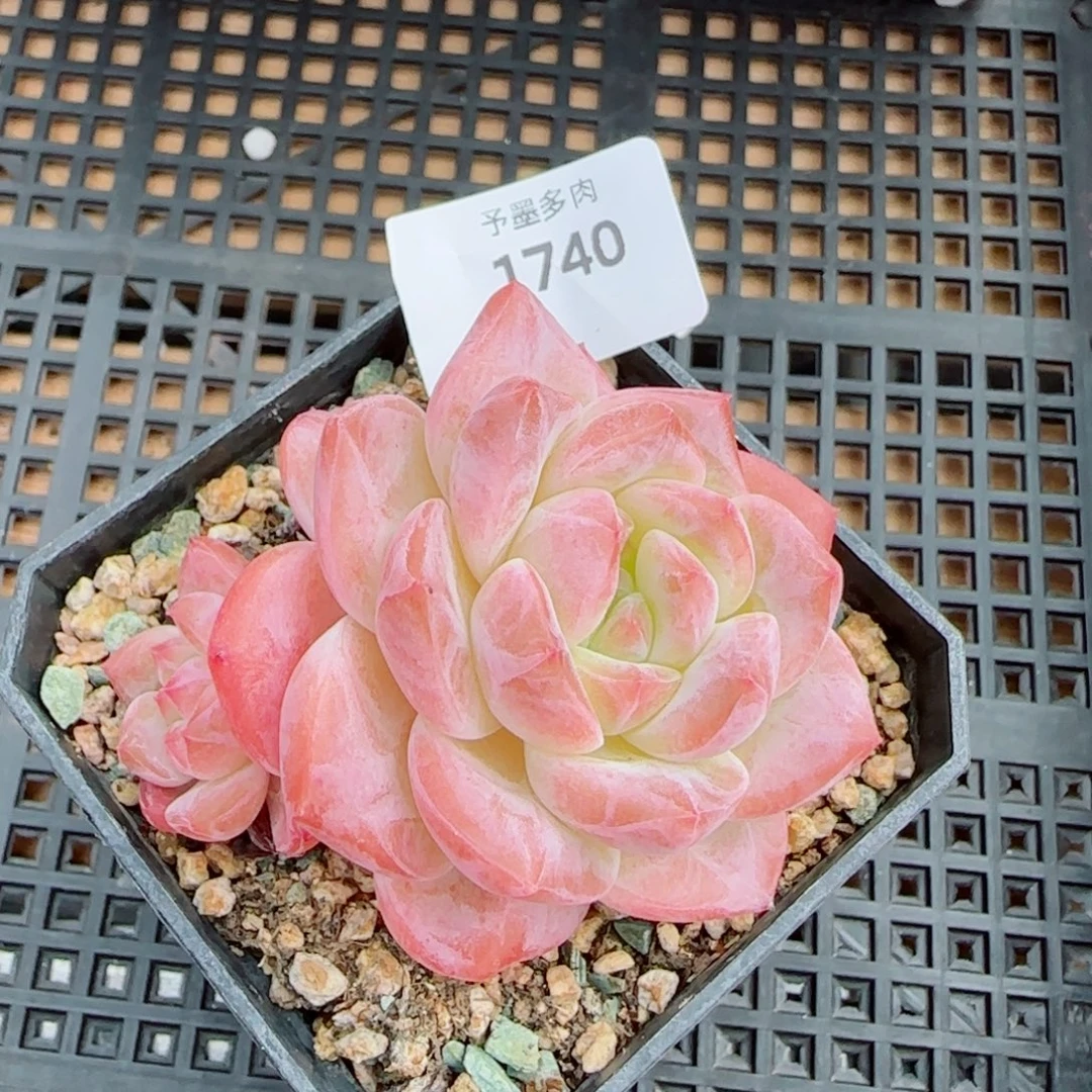 冰魄福利，1740多肉植物