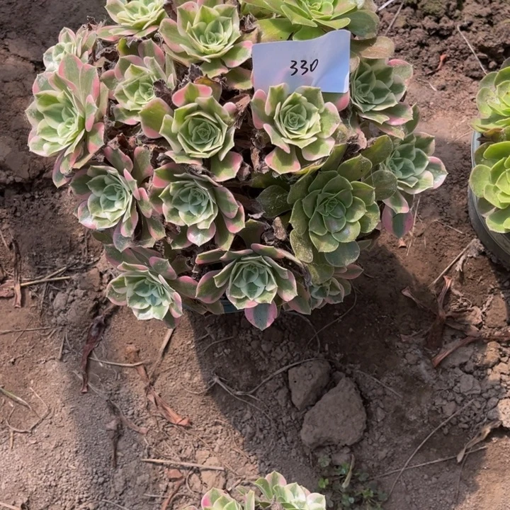 330女妖多肉植物法师