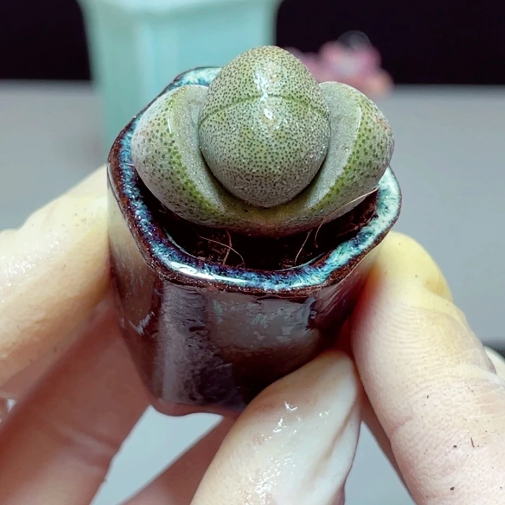 元宝带盆发货样品