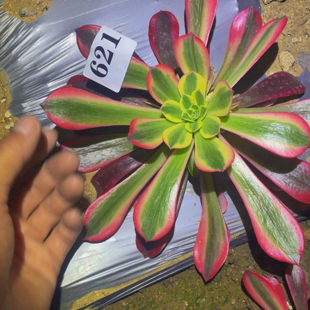 桃夭多肉植物多肉621