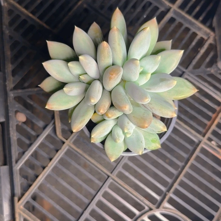 海豚3头福利1111111111