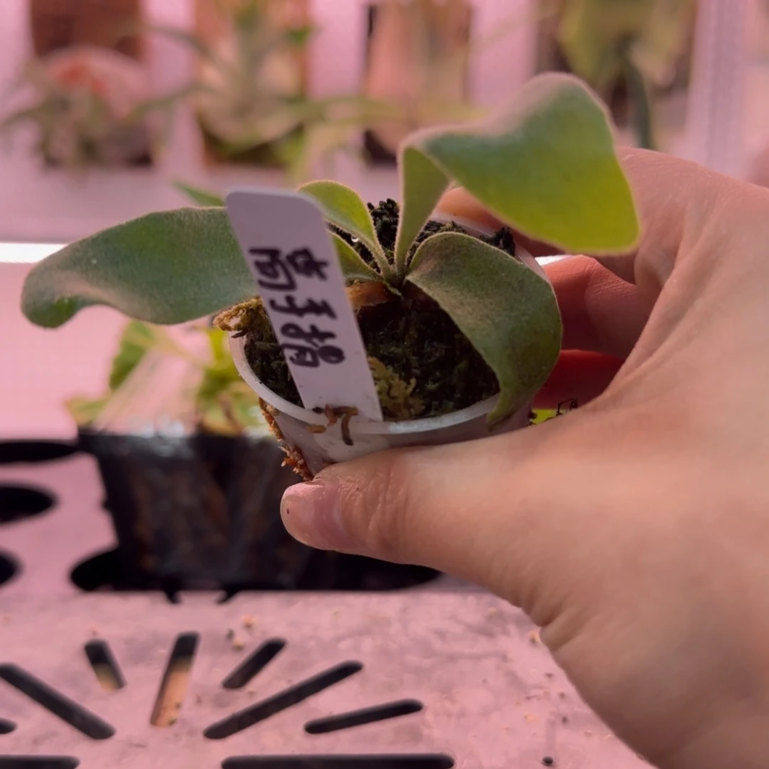 野银高手指鹿角蕨