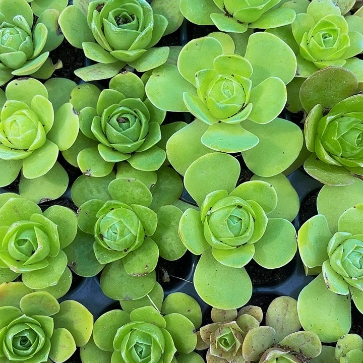 5颗小鸡蛋玫瑰5颗一组