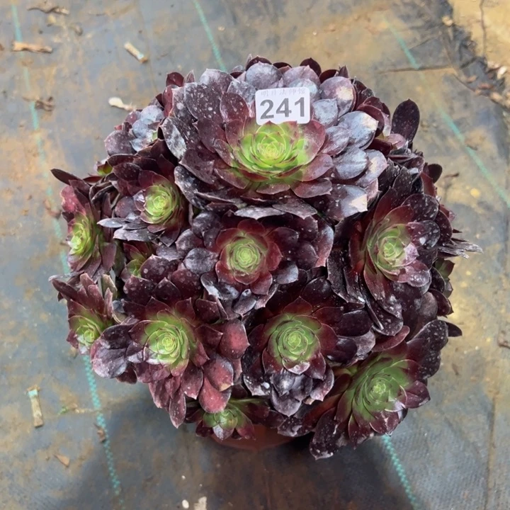 241多肉法师一物一拍