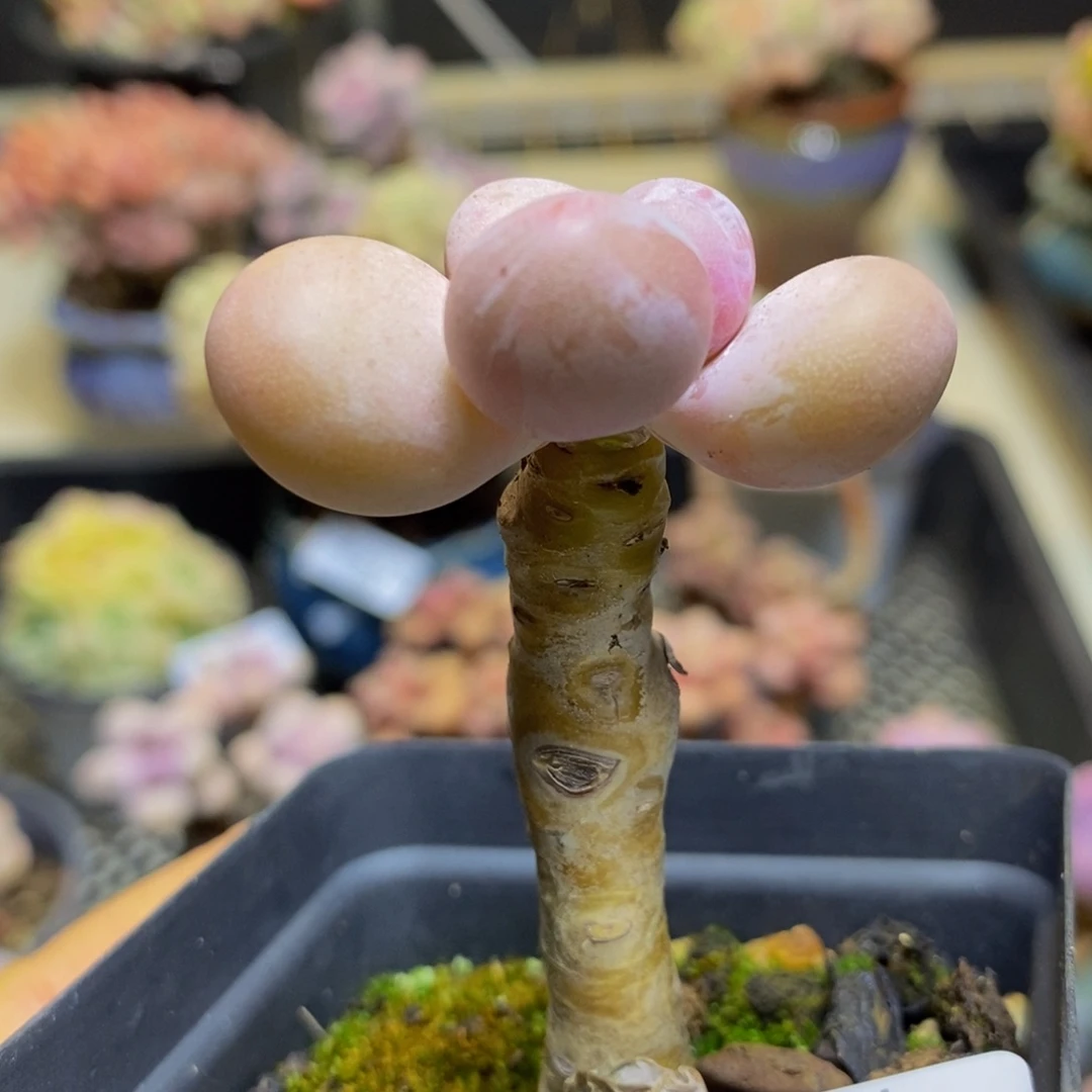 387 蛋黄奶3 厘米