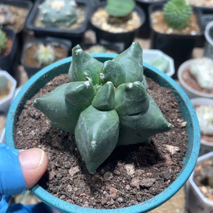 699实生角油龟甲栾凤