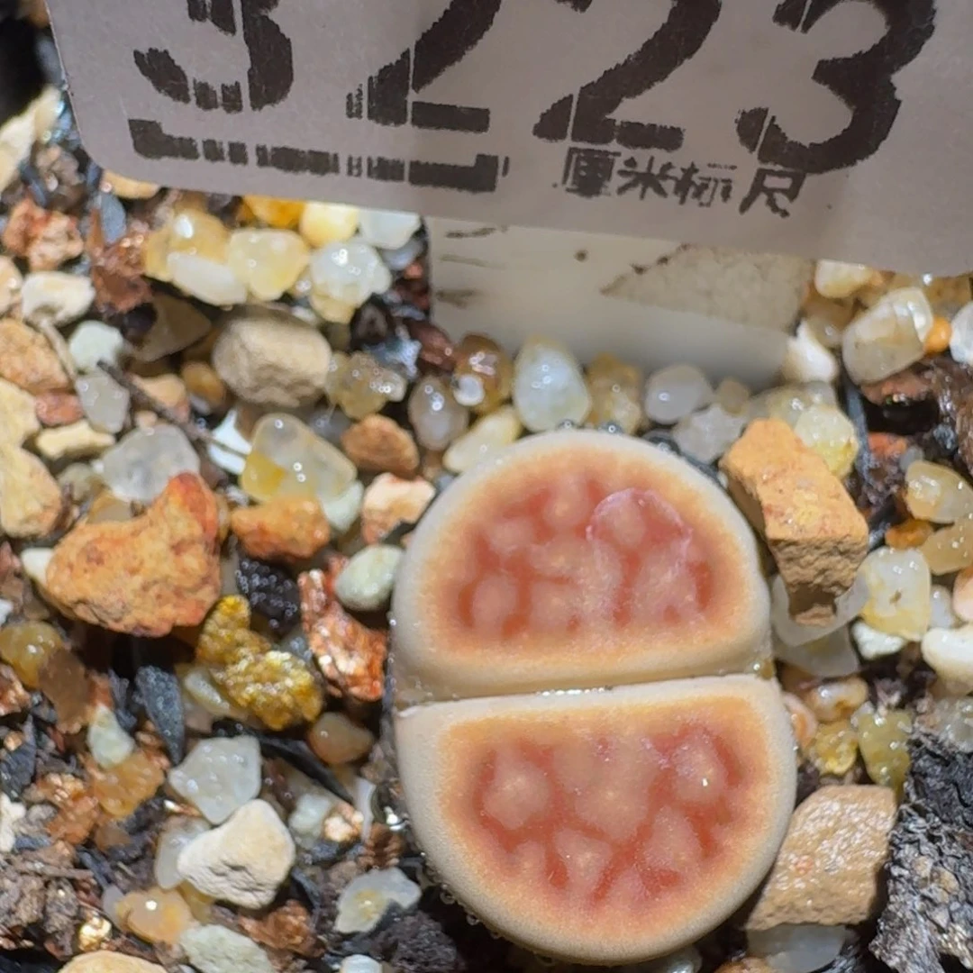 周末板娘发福利了3223