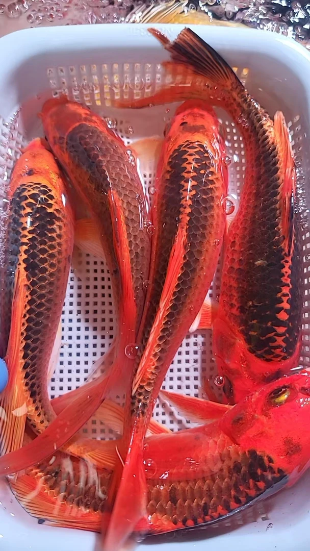 26号【开播福利】15-18cm 5金松叶  新手好养耐活 观赏鱼