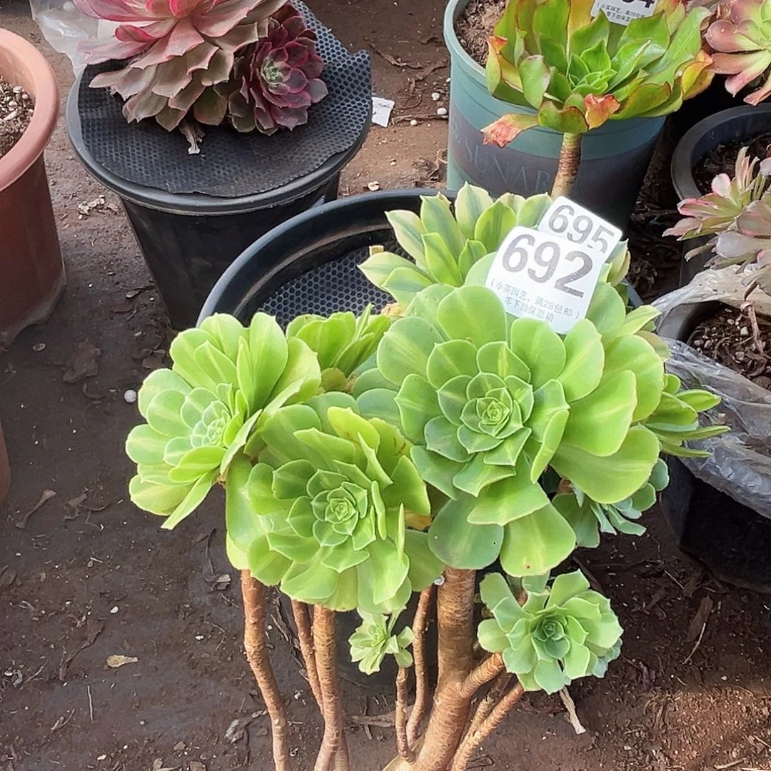 翡翠琉璃老桩692多肉植物