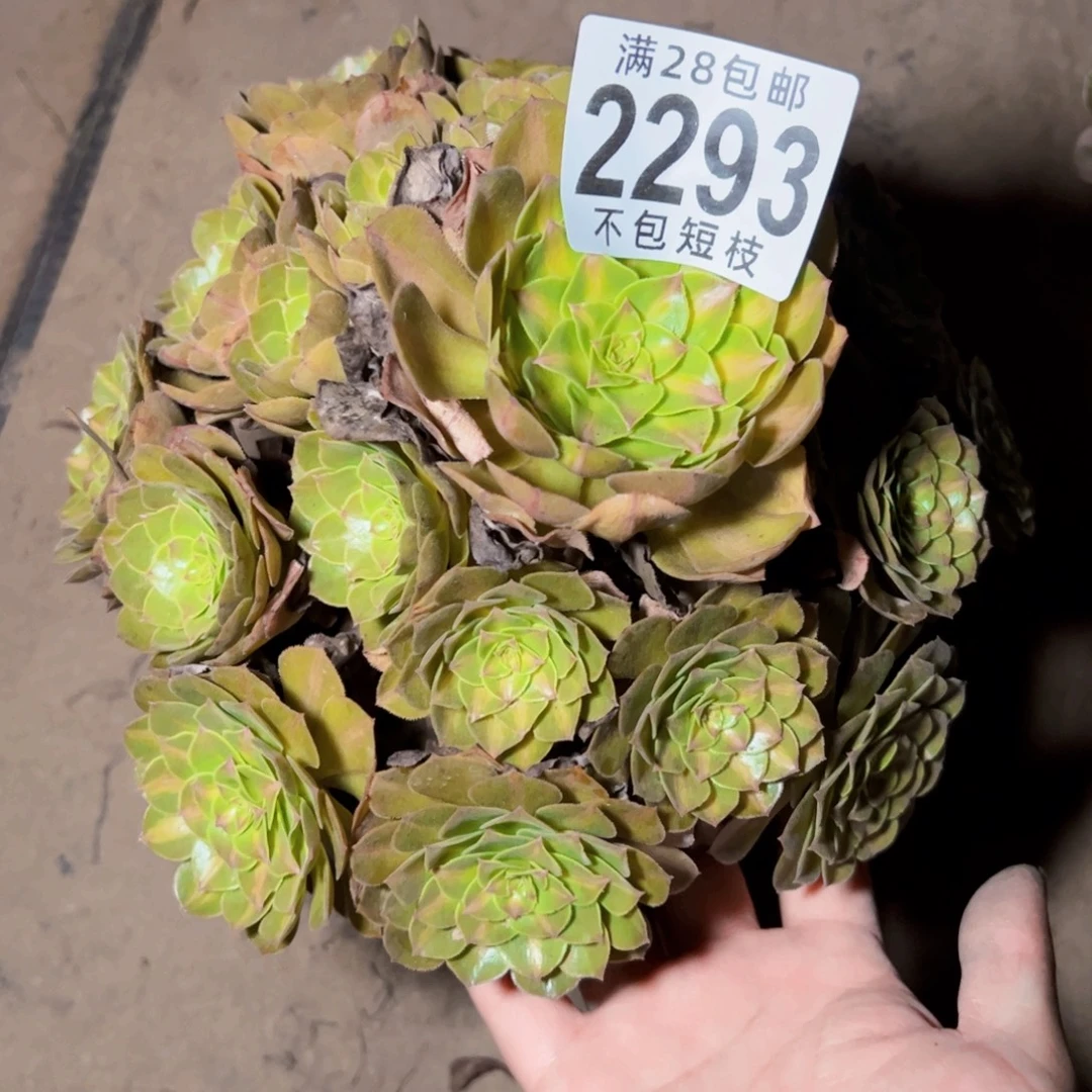 抹茶多肉植物2293