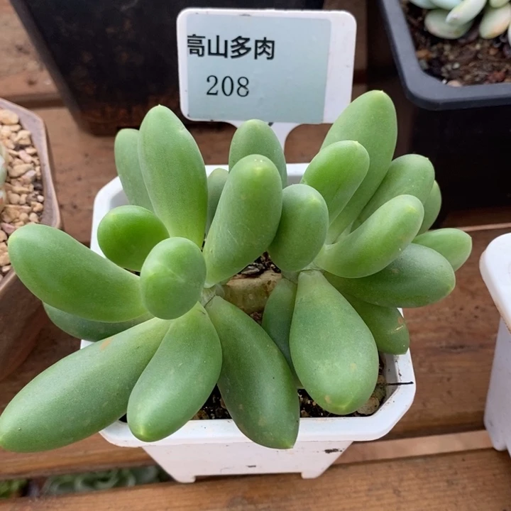 D208- 直播福利 芒果奶