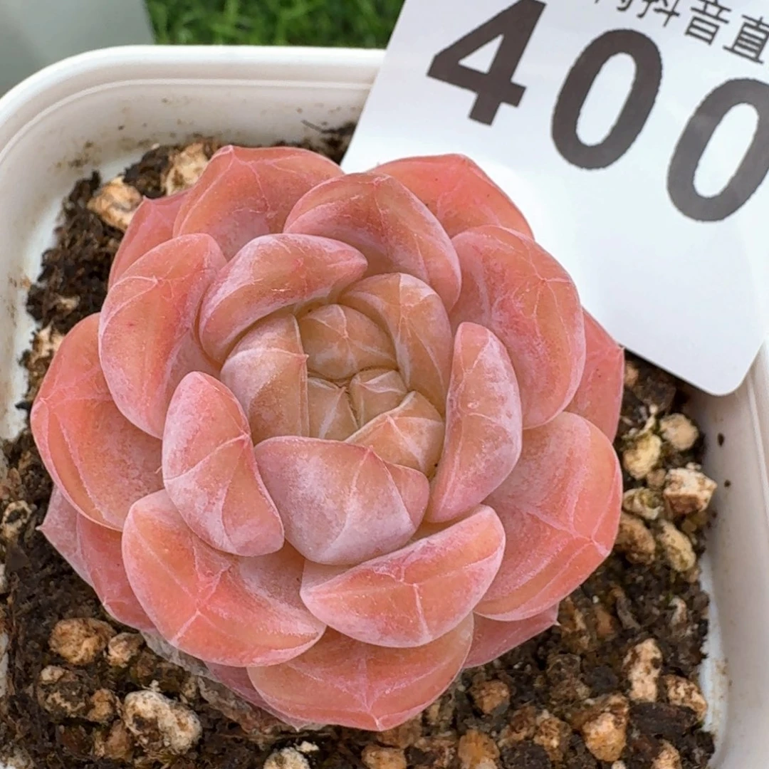 黛玉冰魄         多肉植物