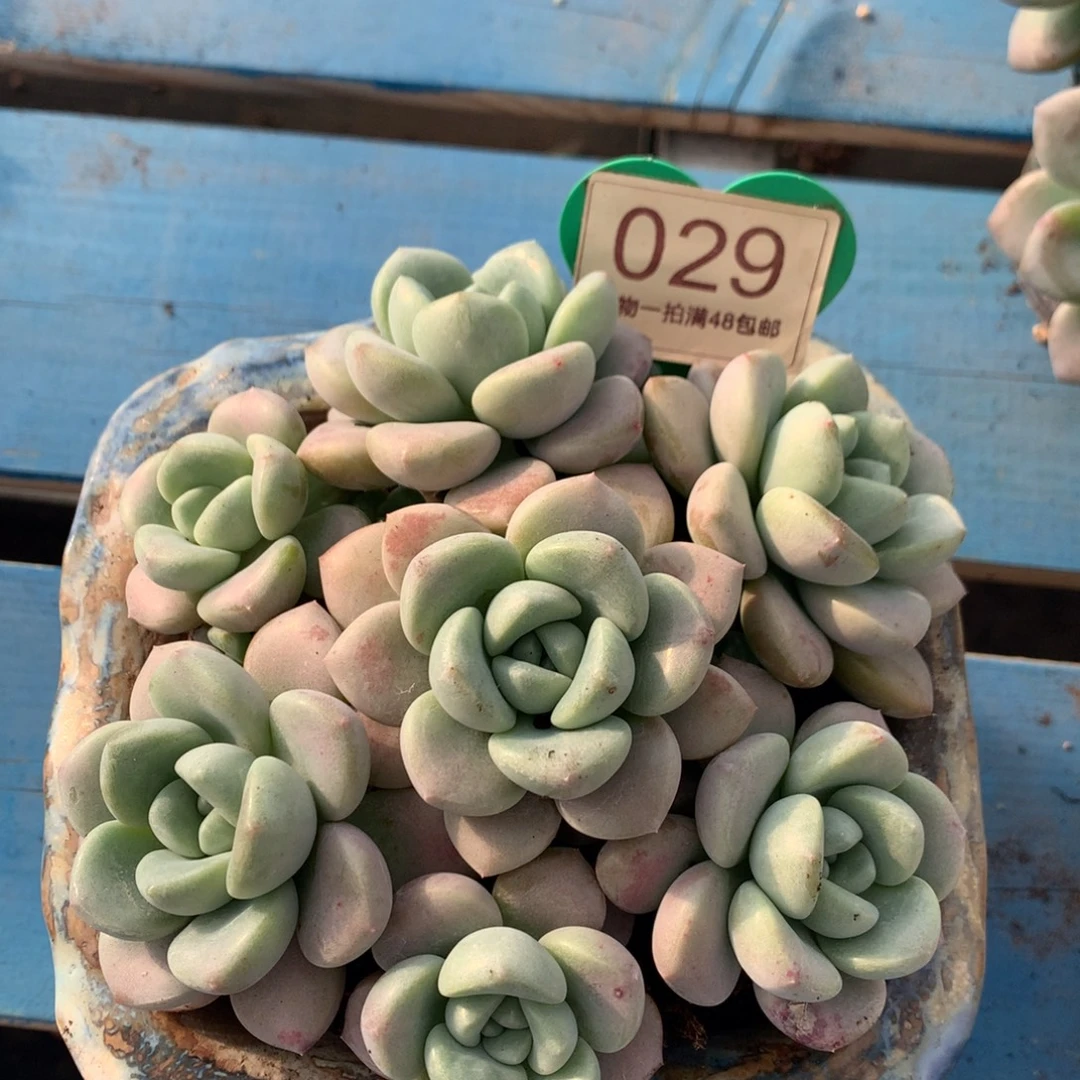 花斑露无砍平头捧花029