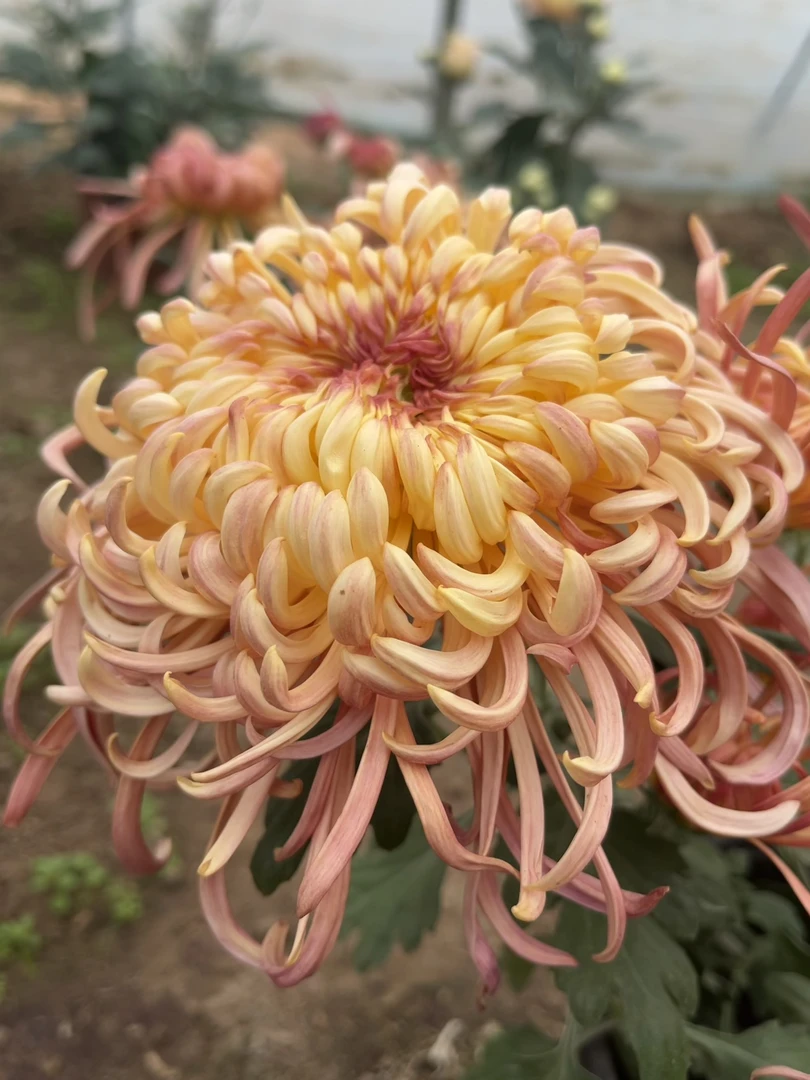 嫦娥奔月，九月大菊，穴盘苗