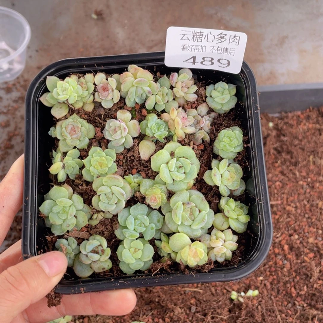 云糖心多肉植物489
