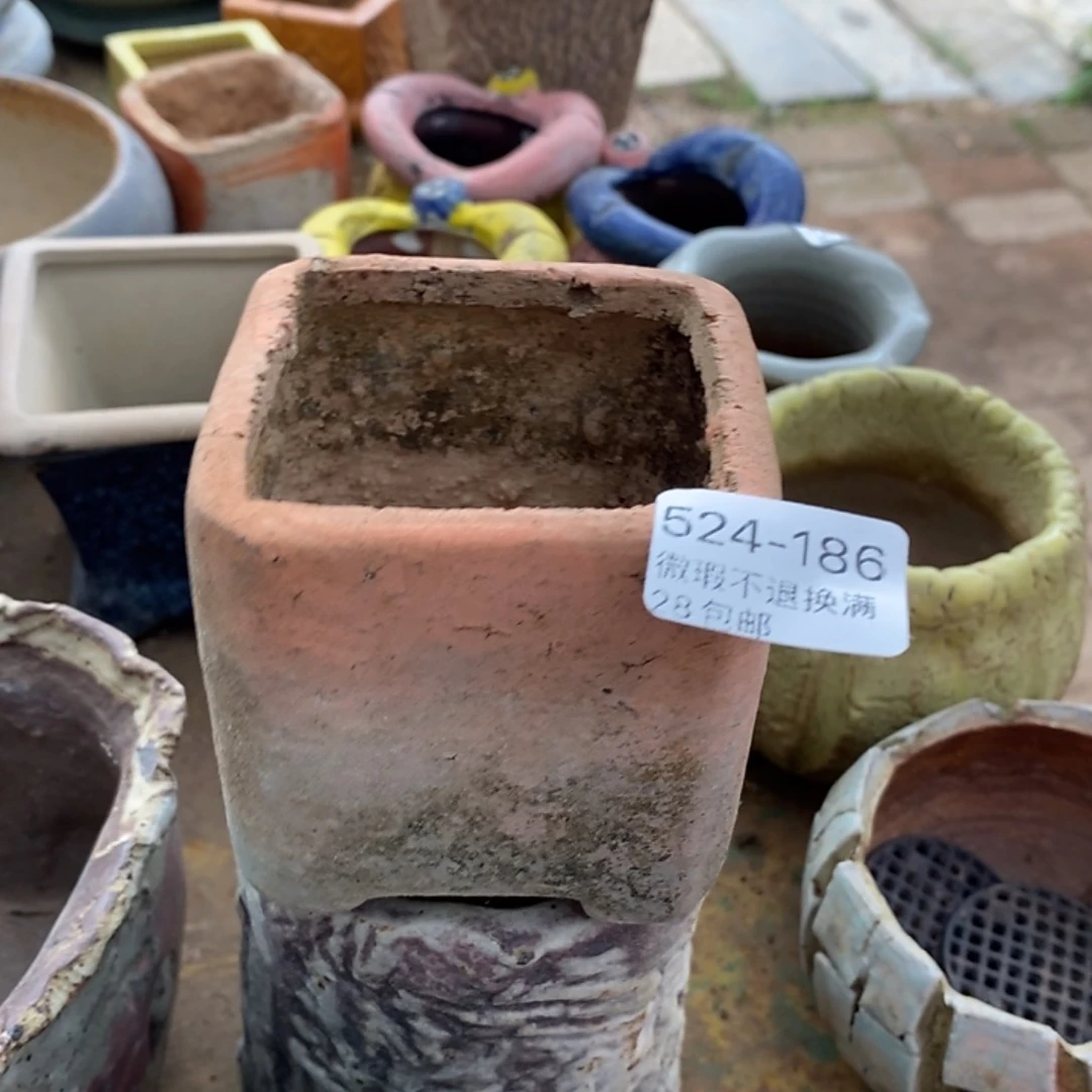 186号多肉盆小可爱