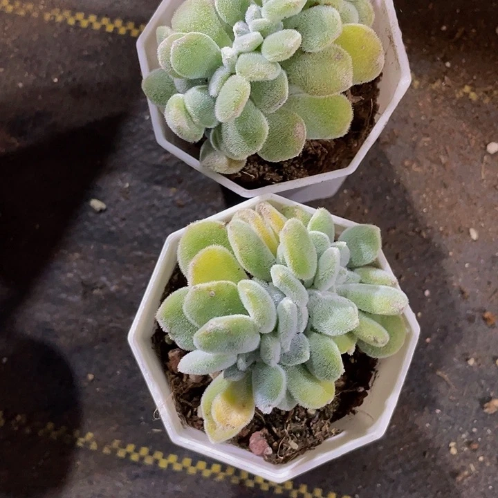 八角盆雪晃星缀化带盆