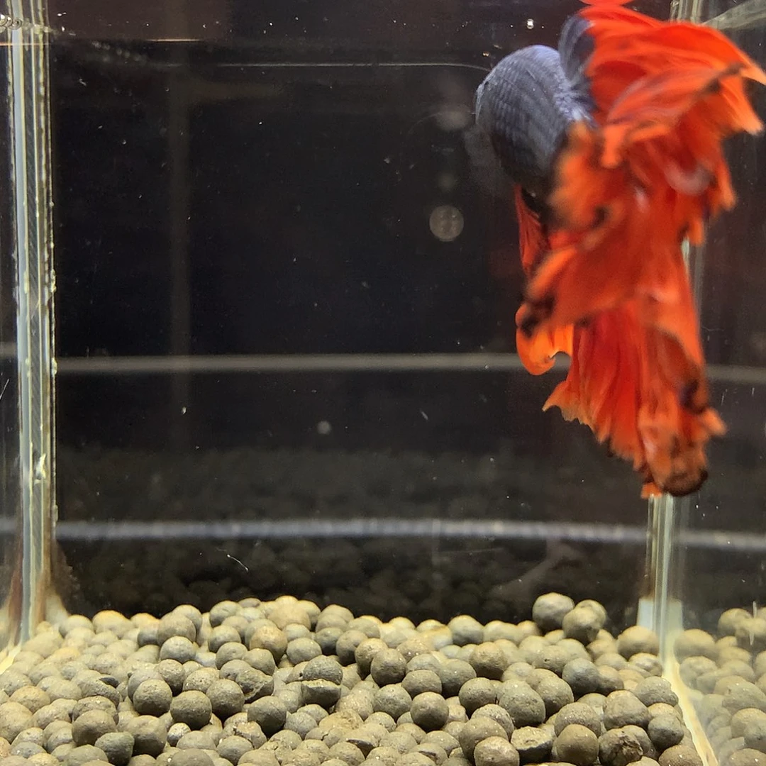 海水鱼七弟泰国斗鱼815